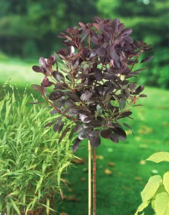 Rödbladig Perukbuske 'Royal Purple' Krukodlad