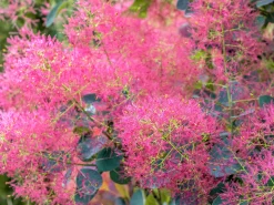 Rödbladig Perukbuske 'Royal Purple' Krukodlad