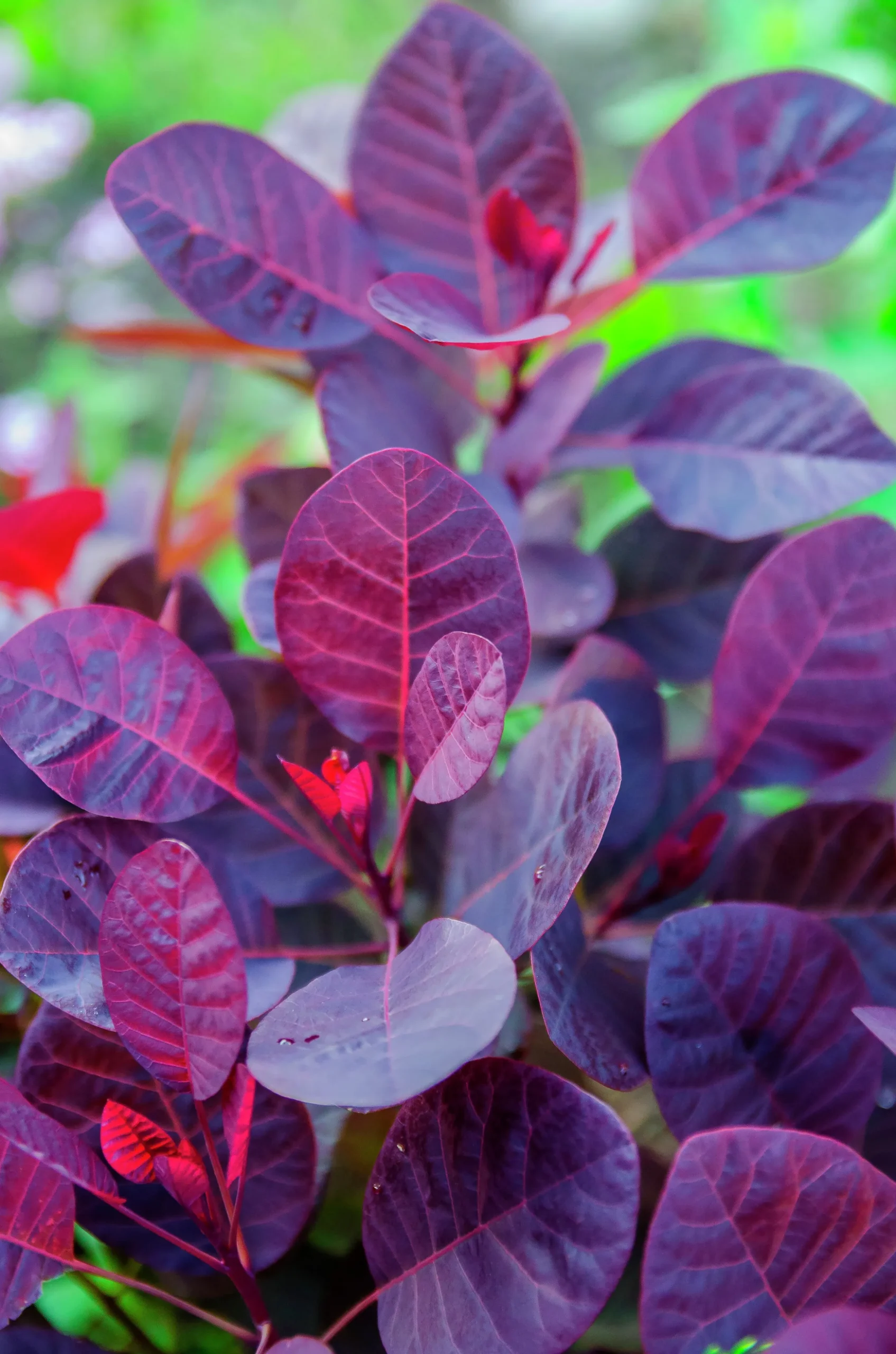 Rödbladig Perukbuske 'Royal Purple' Krukodlad