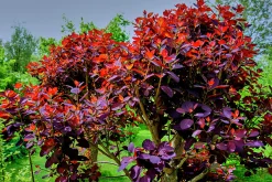 Rödbladig Perukbuske 'Royal Purple'