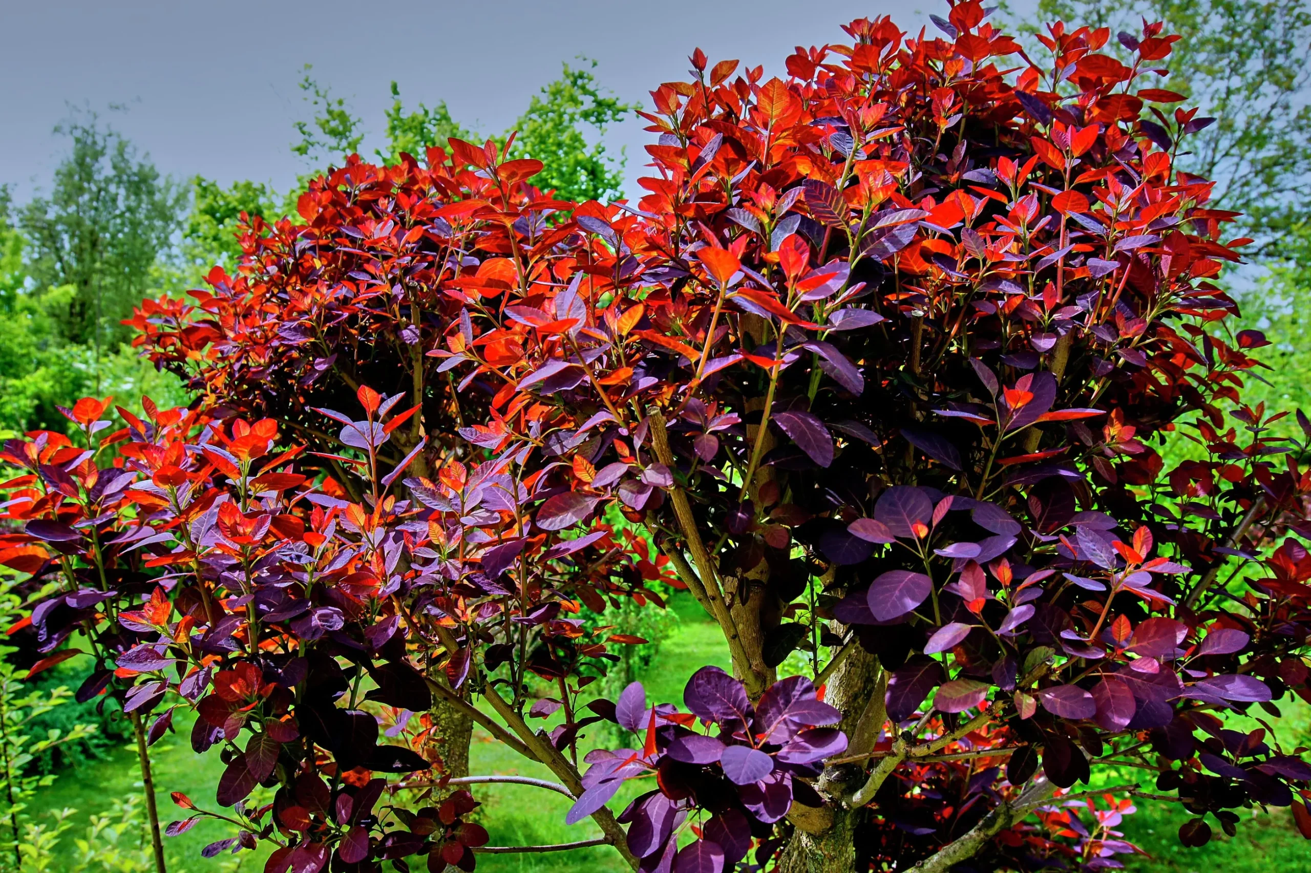 Rödbladig Perukbuske 'Royal Purple'