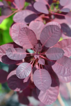Rödbladig Perukbuske 'Royal Purple'