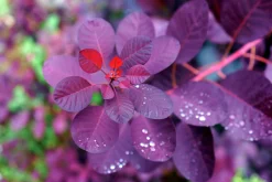 Rödbladig Perukbuske 'Royal Purple'