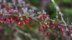 Röd häckberberis Krukodlad
