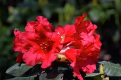 Revalpros 'Baden Baden'