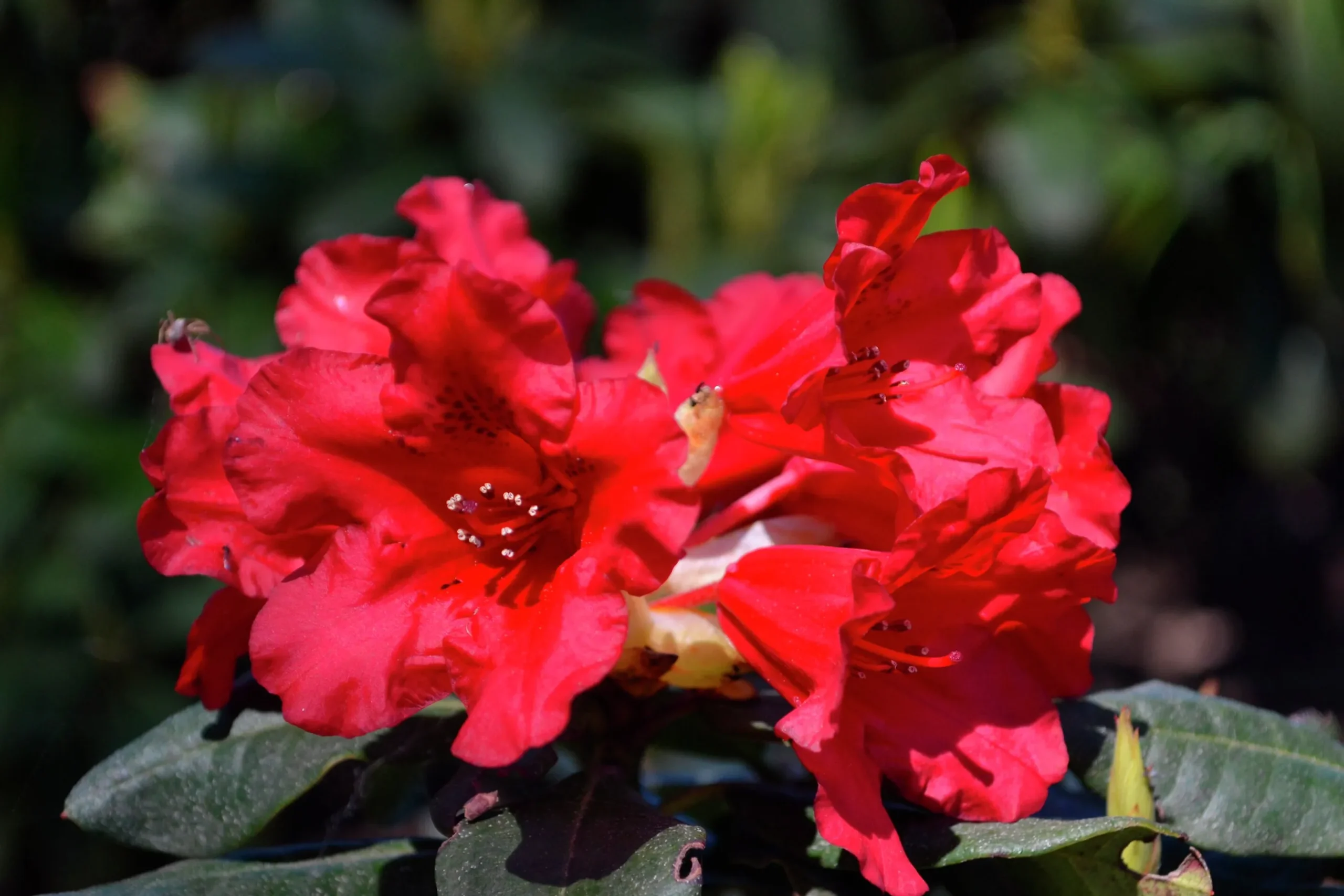 Revalpros 'Baden Baden'