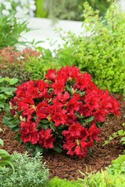 Revalpros 'Baden Baden'