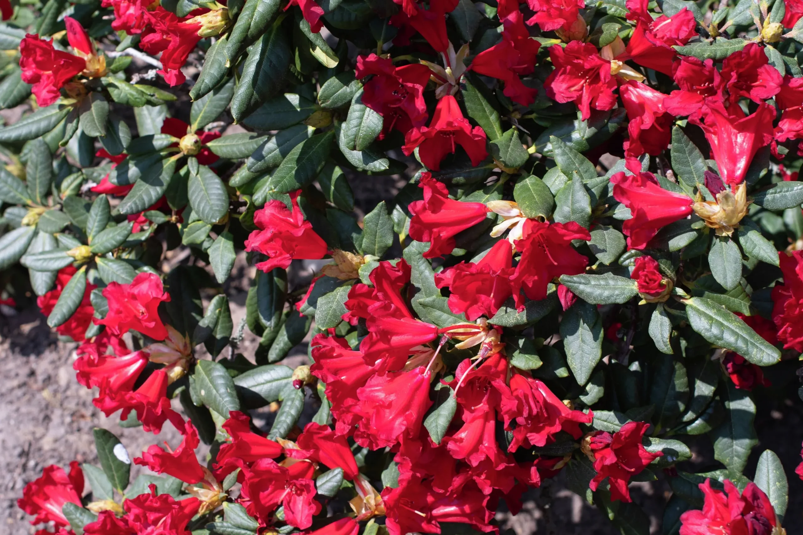 Revalpros 'Baden Baden'