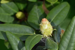 Rhododendron hybrid 'Fantastica'