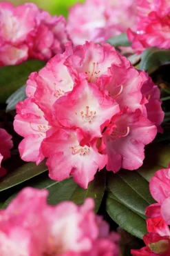 Rhododendron hybrid 'Fantastica'