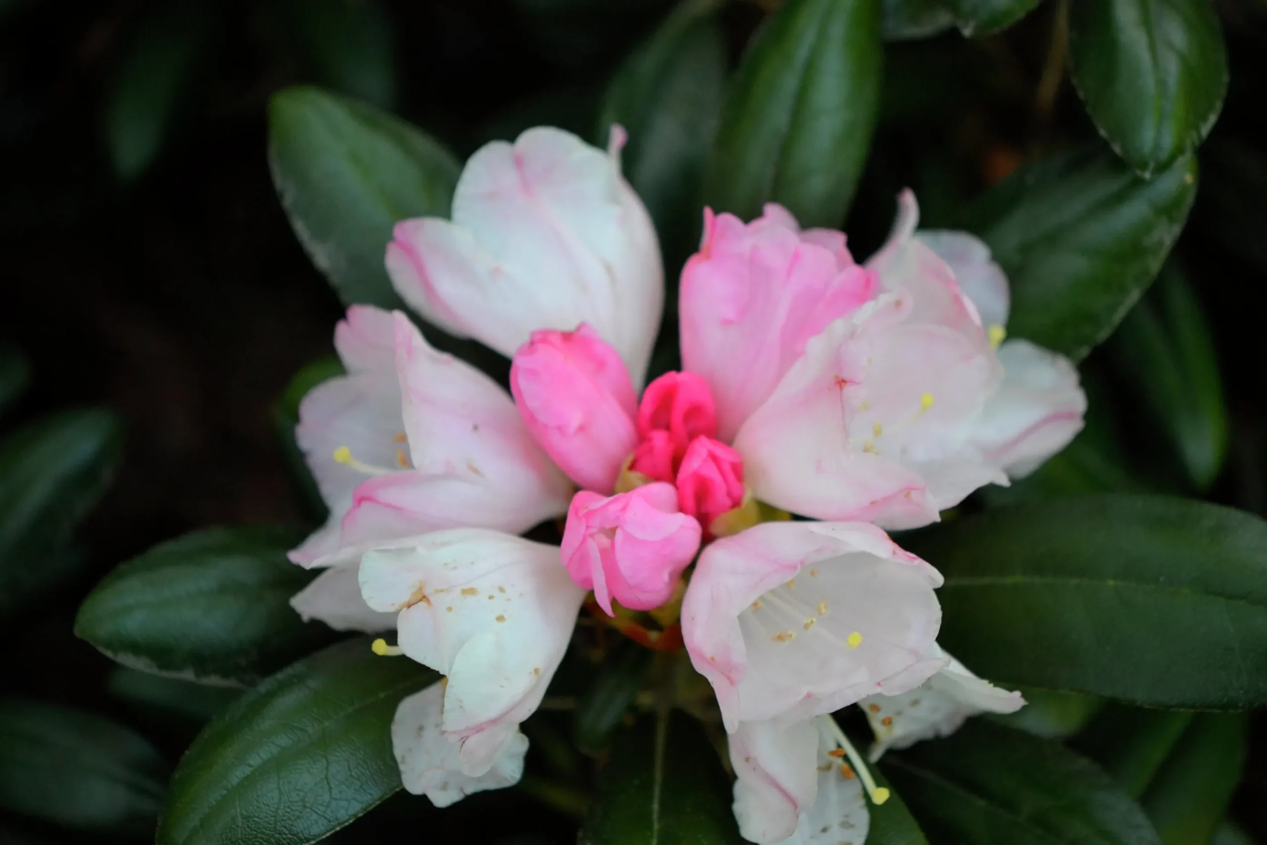 Rhododendron hybrid 'Koichiro Wada'