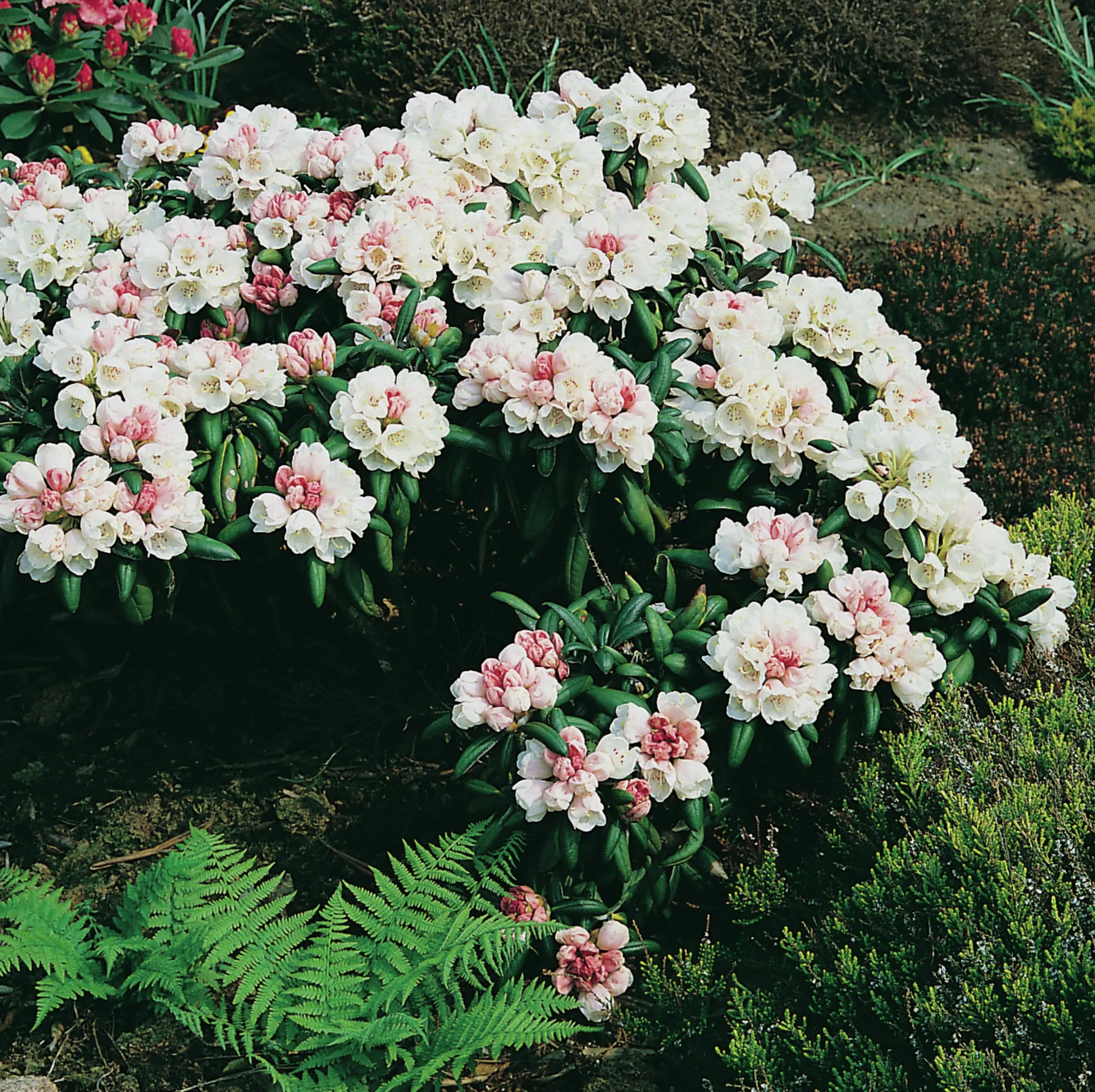 Rhododendron hybrid 'Koichiro Wada'