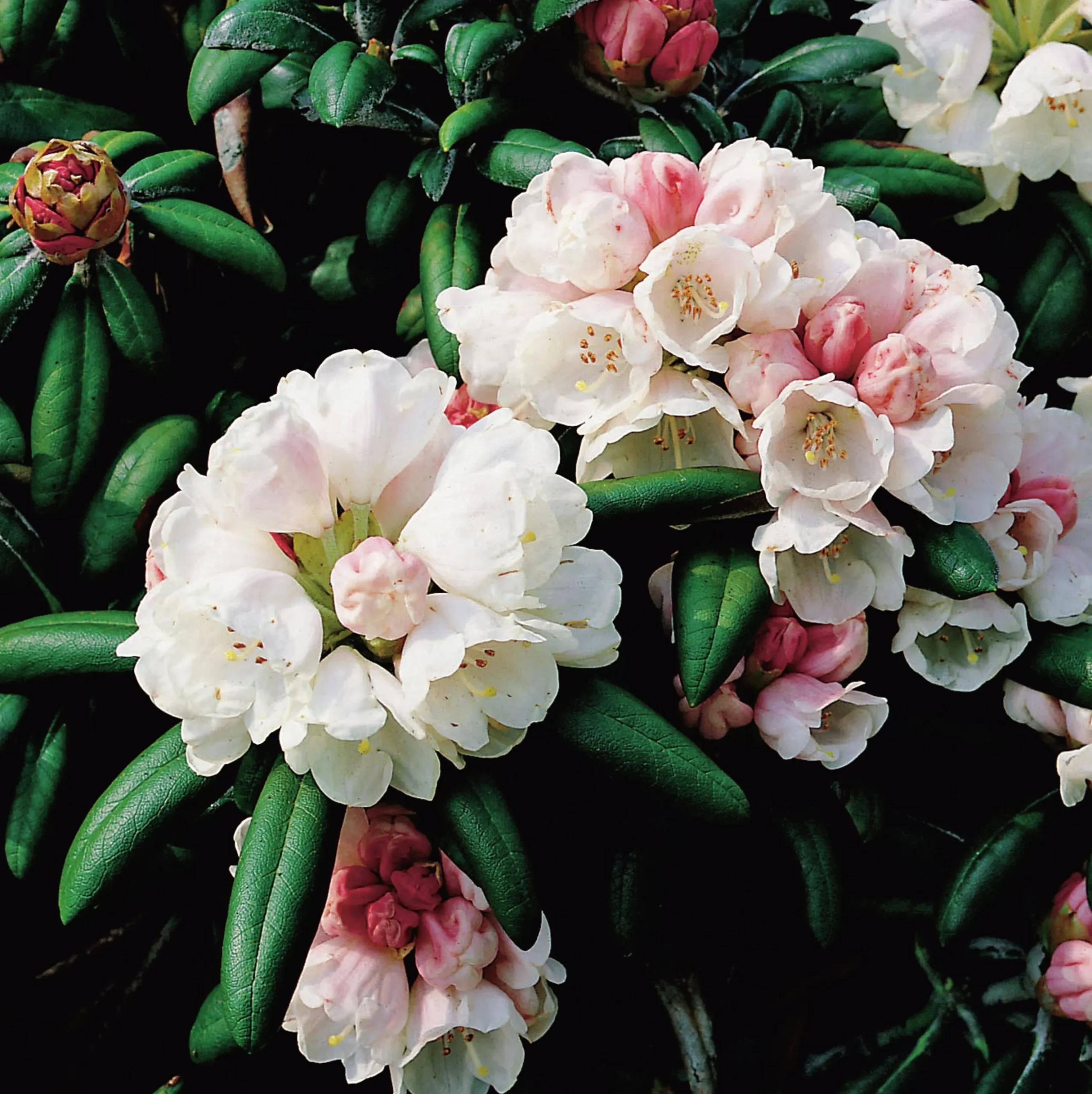 Rhododendron hybrid 'Koichiro Wada'