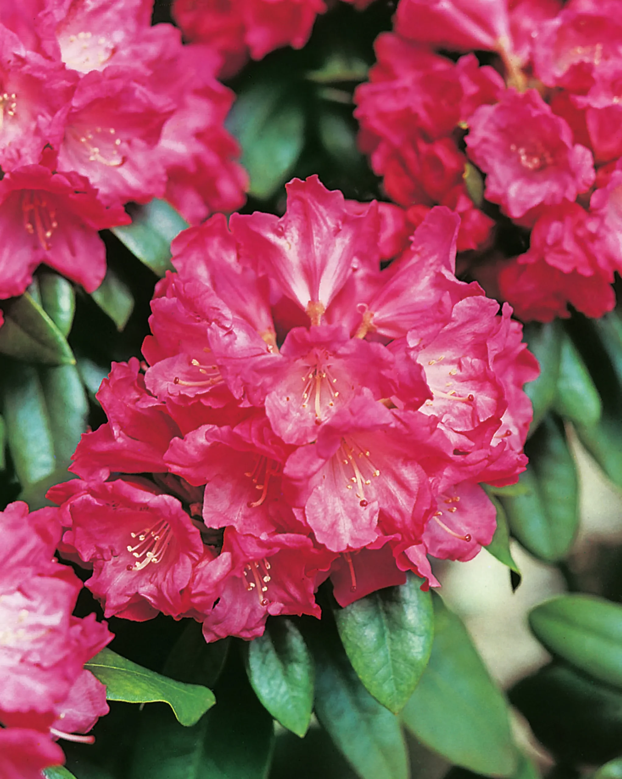 Rhododendron hybrid 'Morgonrot'