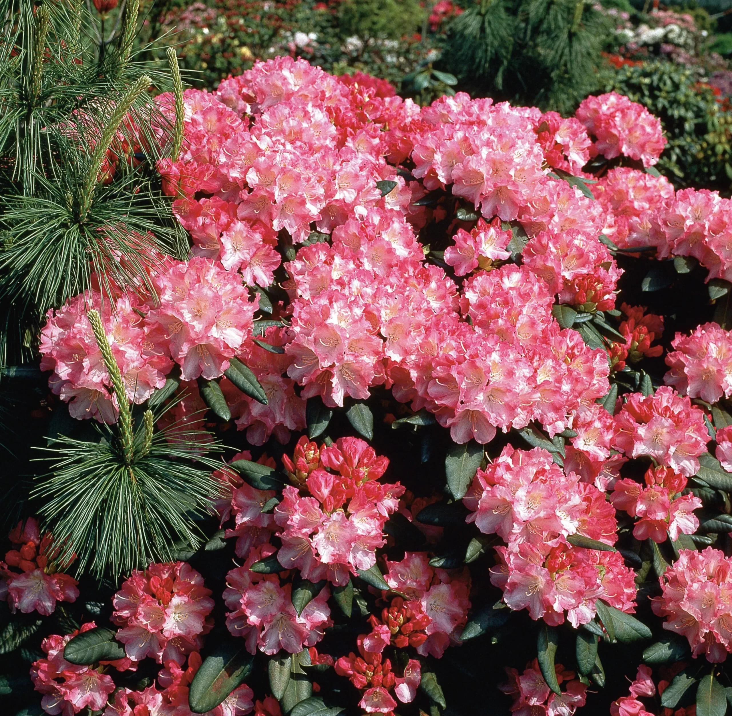 Rhododendron hybrid 'Morgonrot'