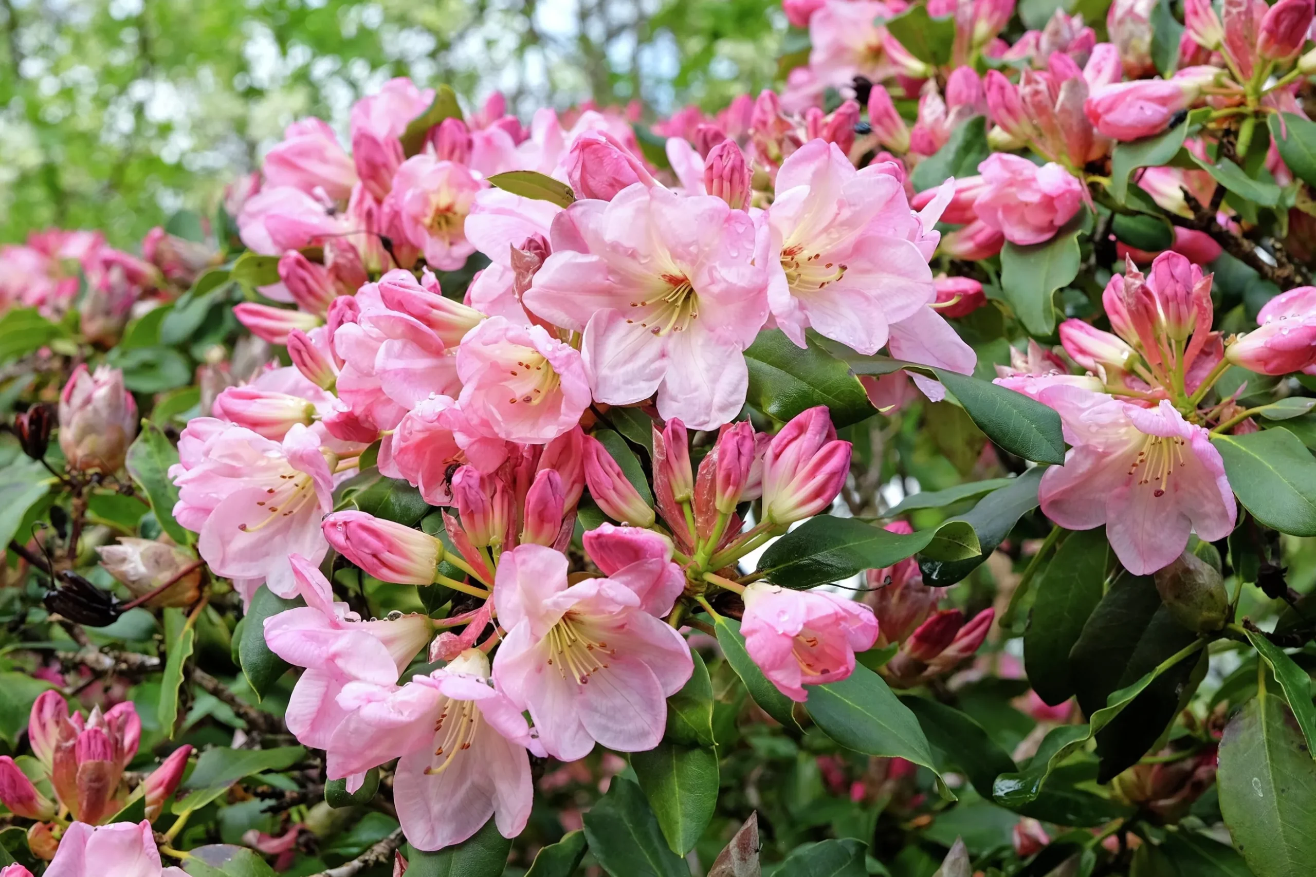 Rhododendron hybrid 'Percy Wiseman'