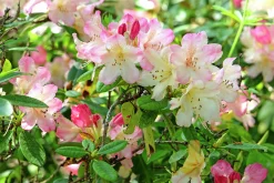 Rhododendron hybrid 'Percy Wiseman'