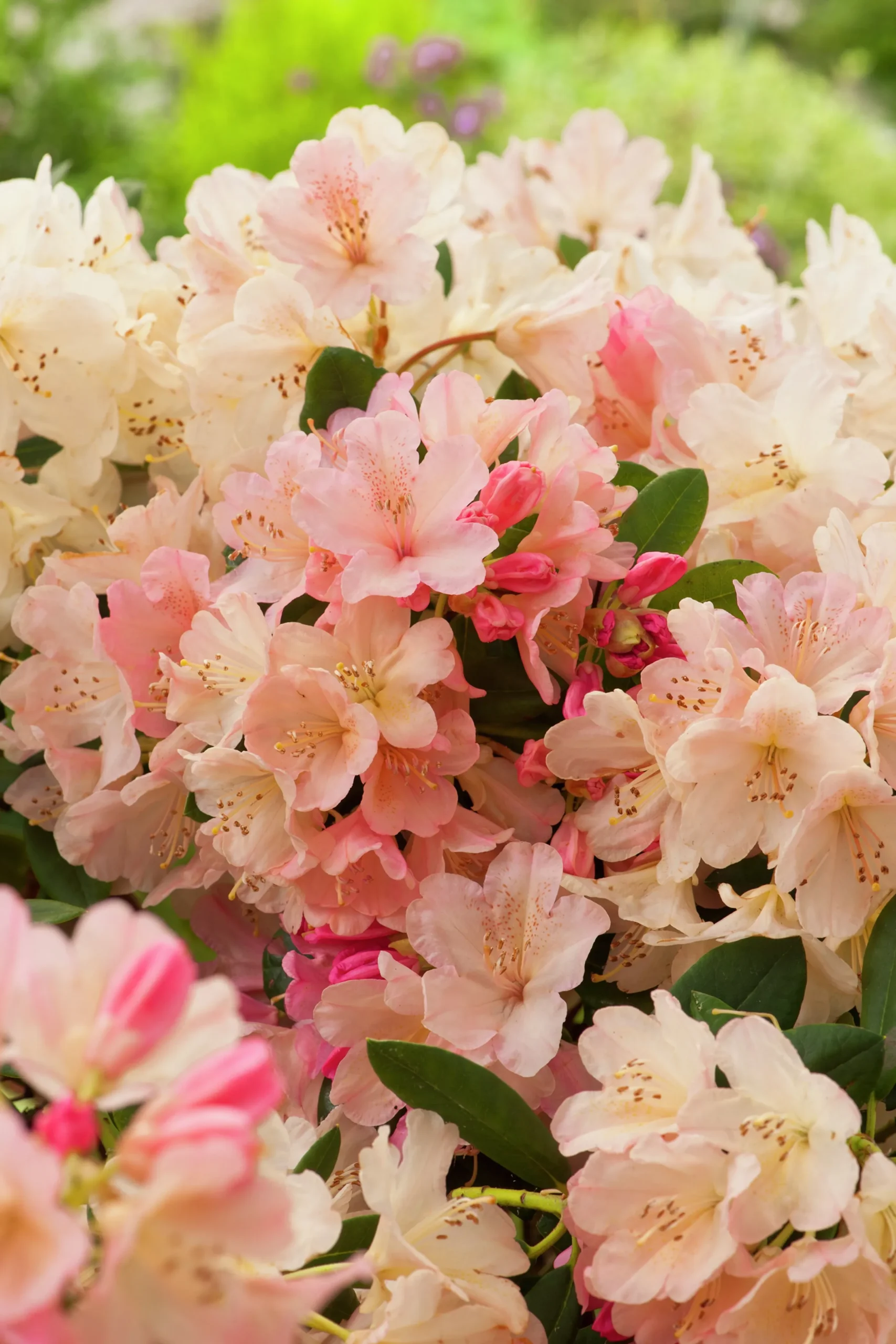 Rhododendron hybrid 'Percy Wiseman'