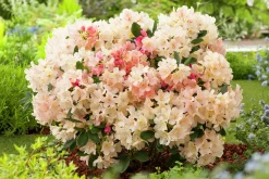 Rhododendron hybrid 'Percy Wiseman'