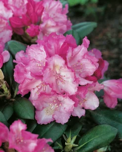Rhododendron hybrid 'Polaris'