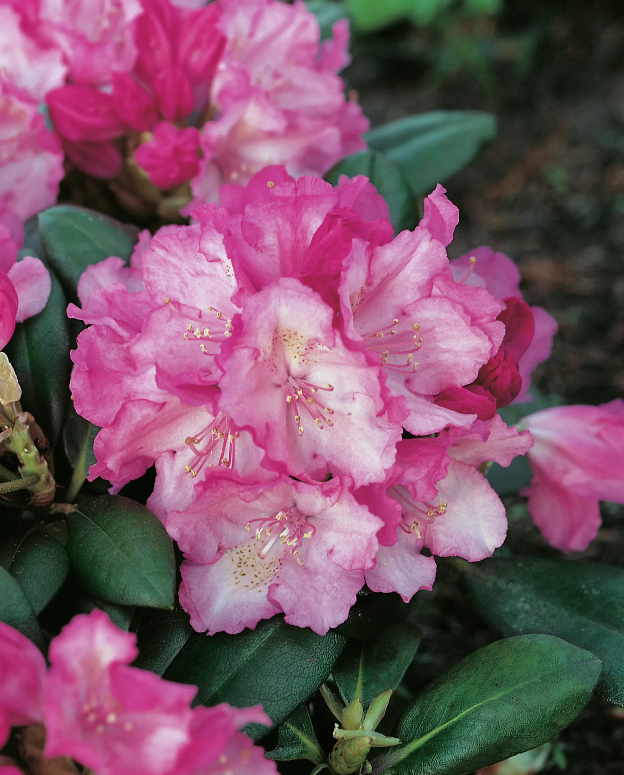 Rhododendron hybrid 'Polaris'