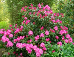 Rhododendron hybrid 'Polaris'