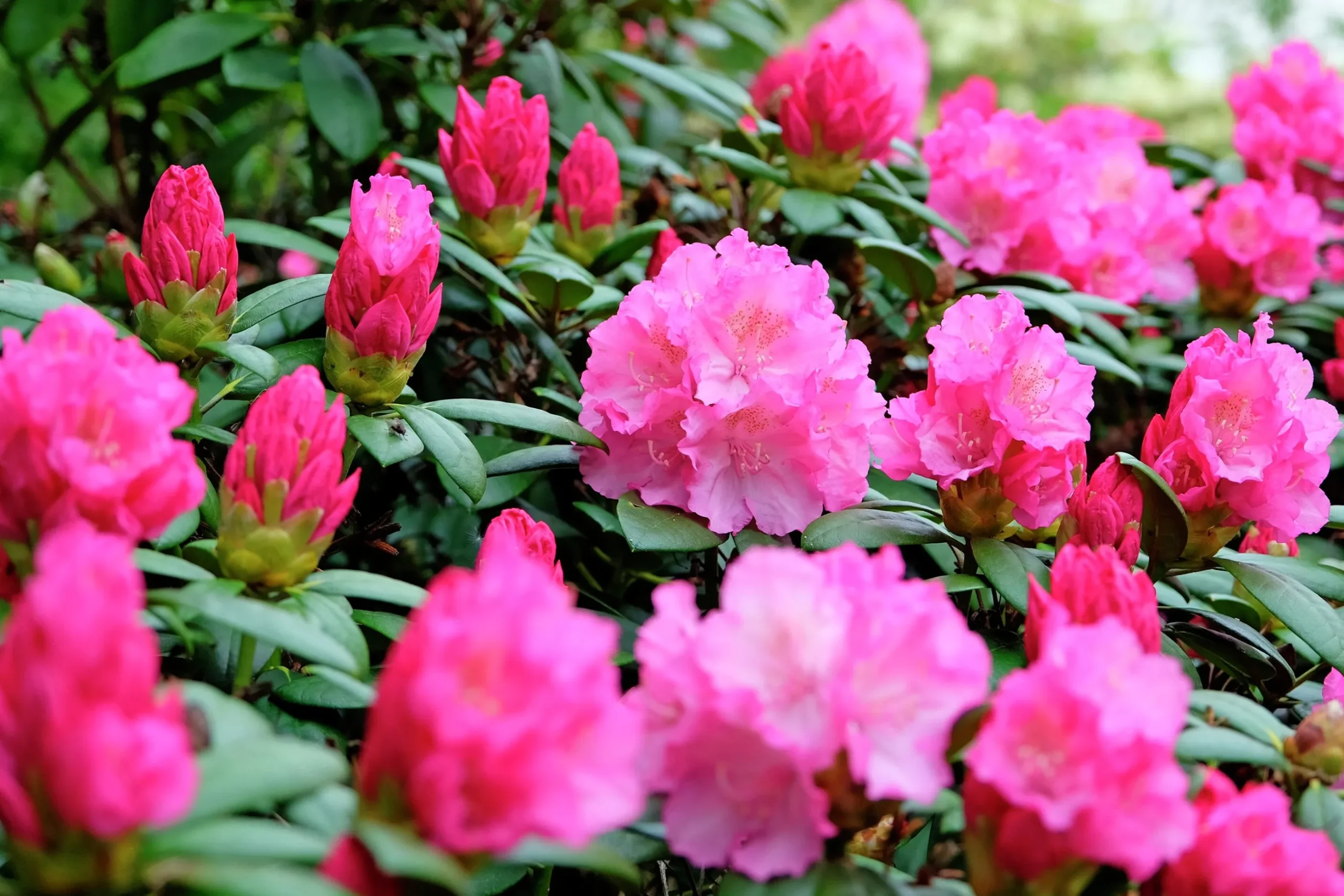Rhododendron hybrid 'Polaris'
