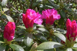 Rhododendron hybrid 'Polaris'