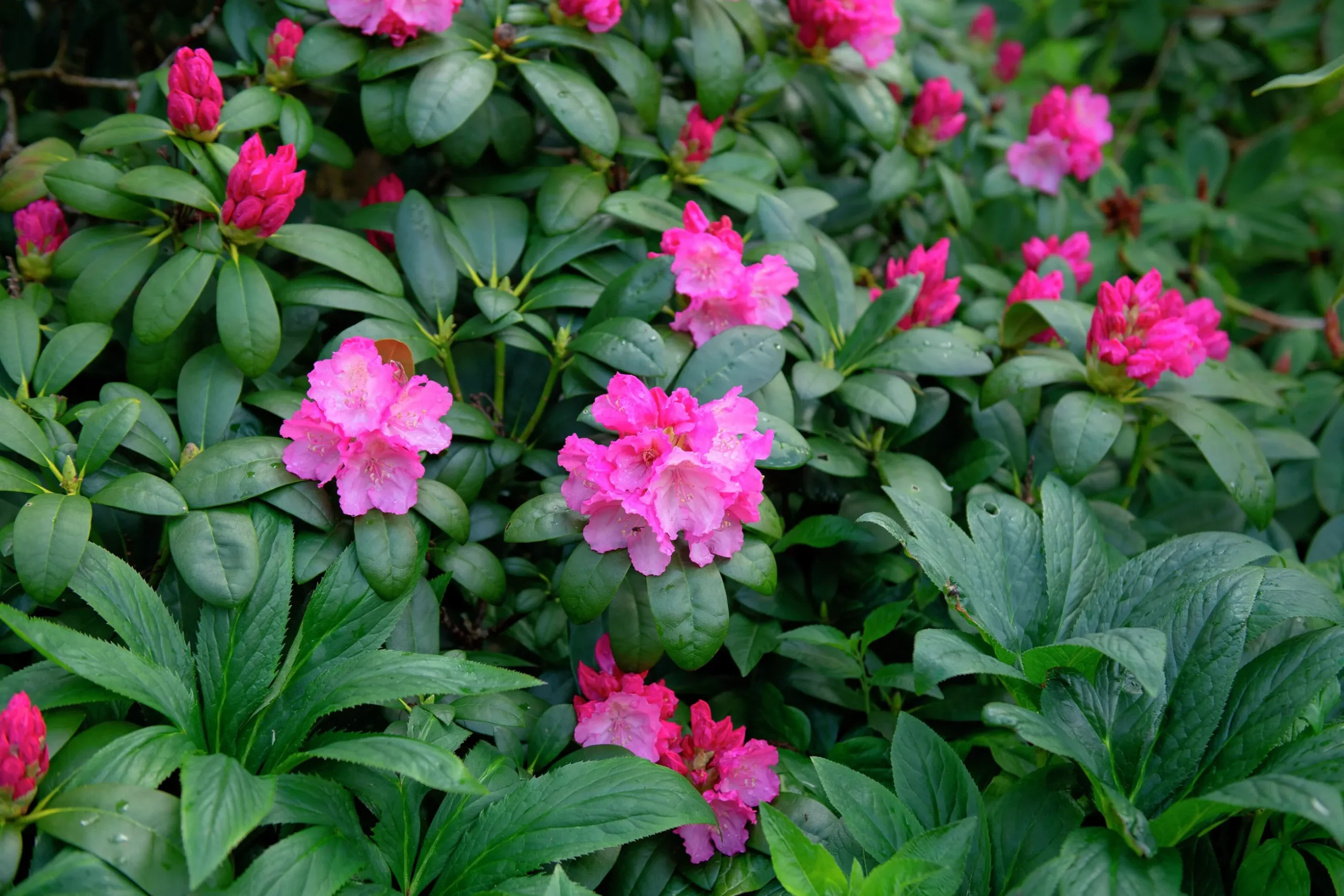 Rhododendron hybrid 'Polaris'