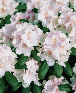Rhododendron hybrid 'Schneekrone'