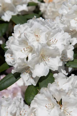 Rhododendron hybrid 'Schneekrone'