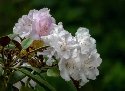 Rhododendron hybrid 'Schneekrone'