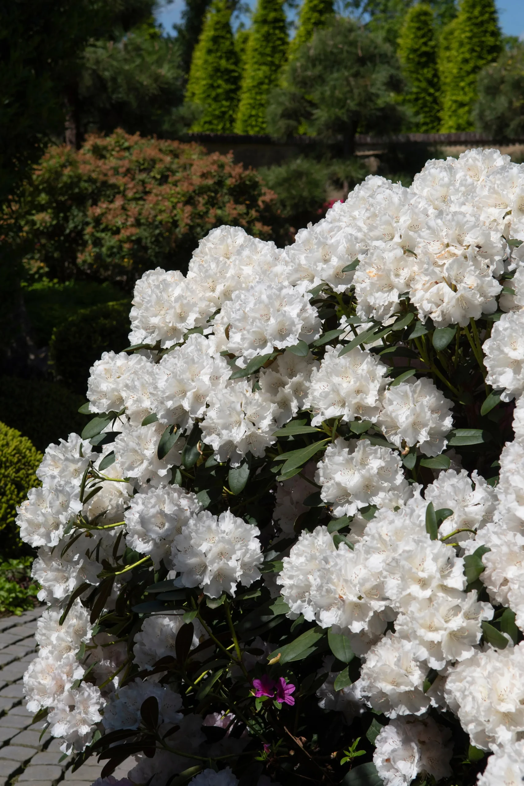 Rhododendron hybrid 'Schneekrone'