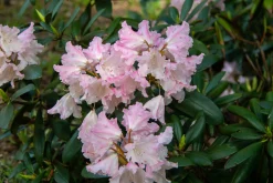 Rhododendron hybrid 'Silberwolke'