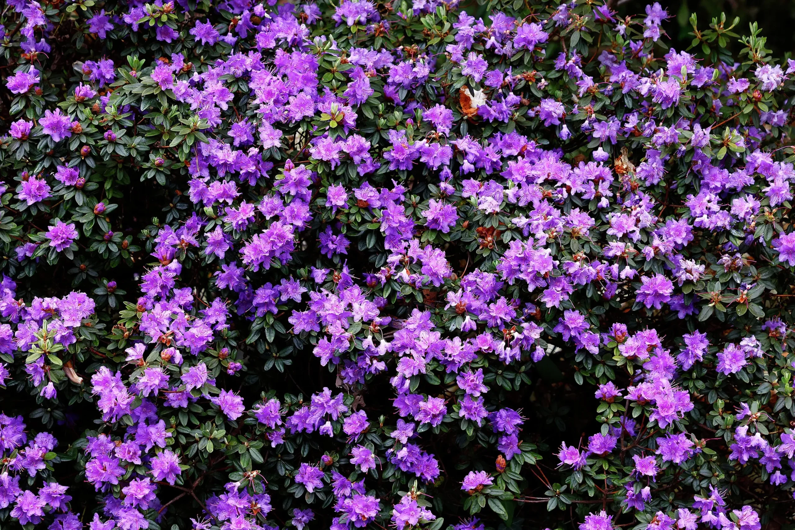Rhododendron 'Ramapo'
