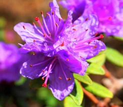 Rhododendron 'Ramapo'