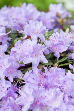 Rhododendron 'Ramapo'