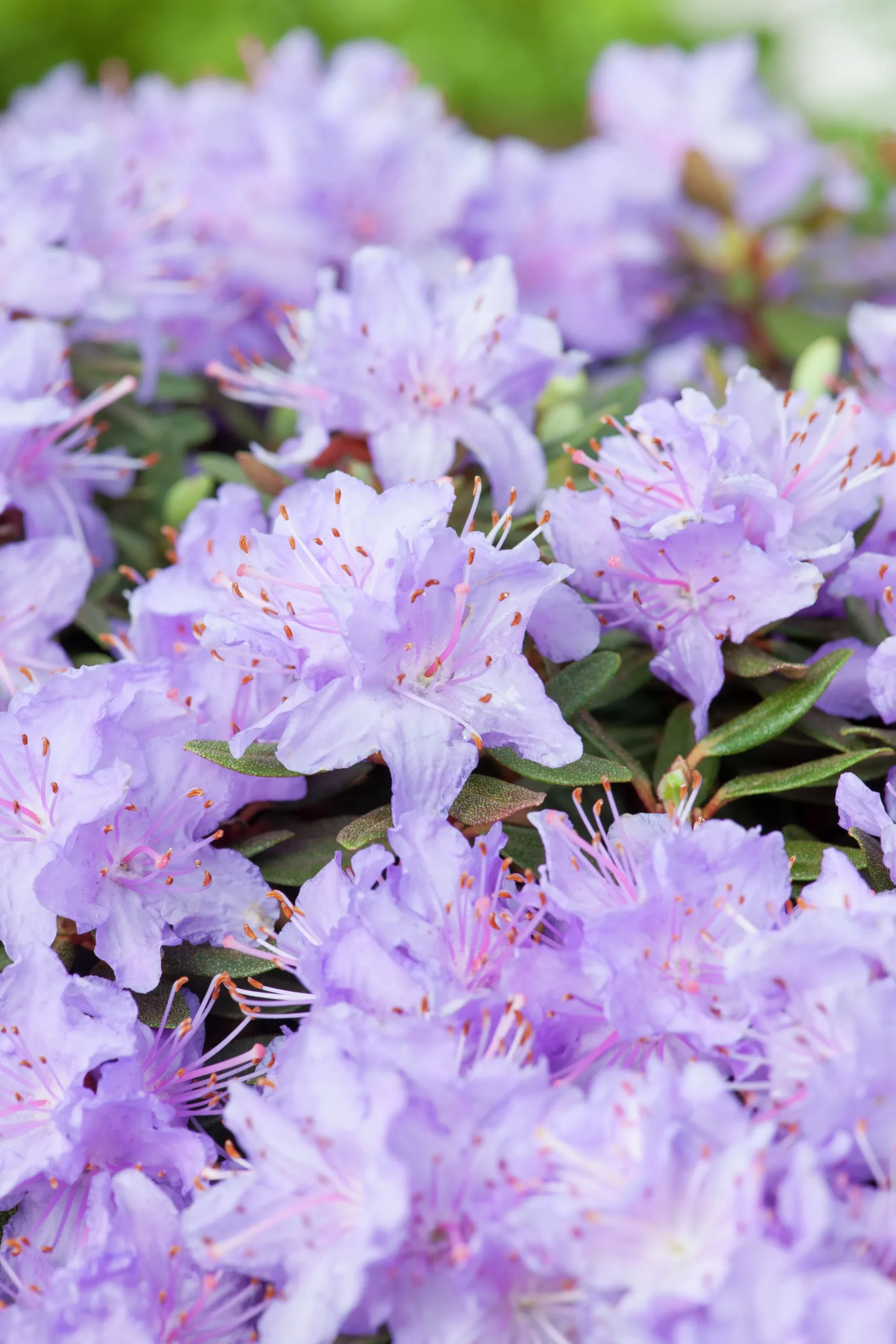 Rhododendron 'Ramapo'