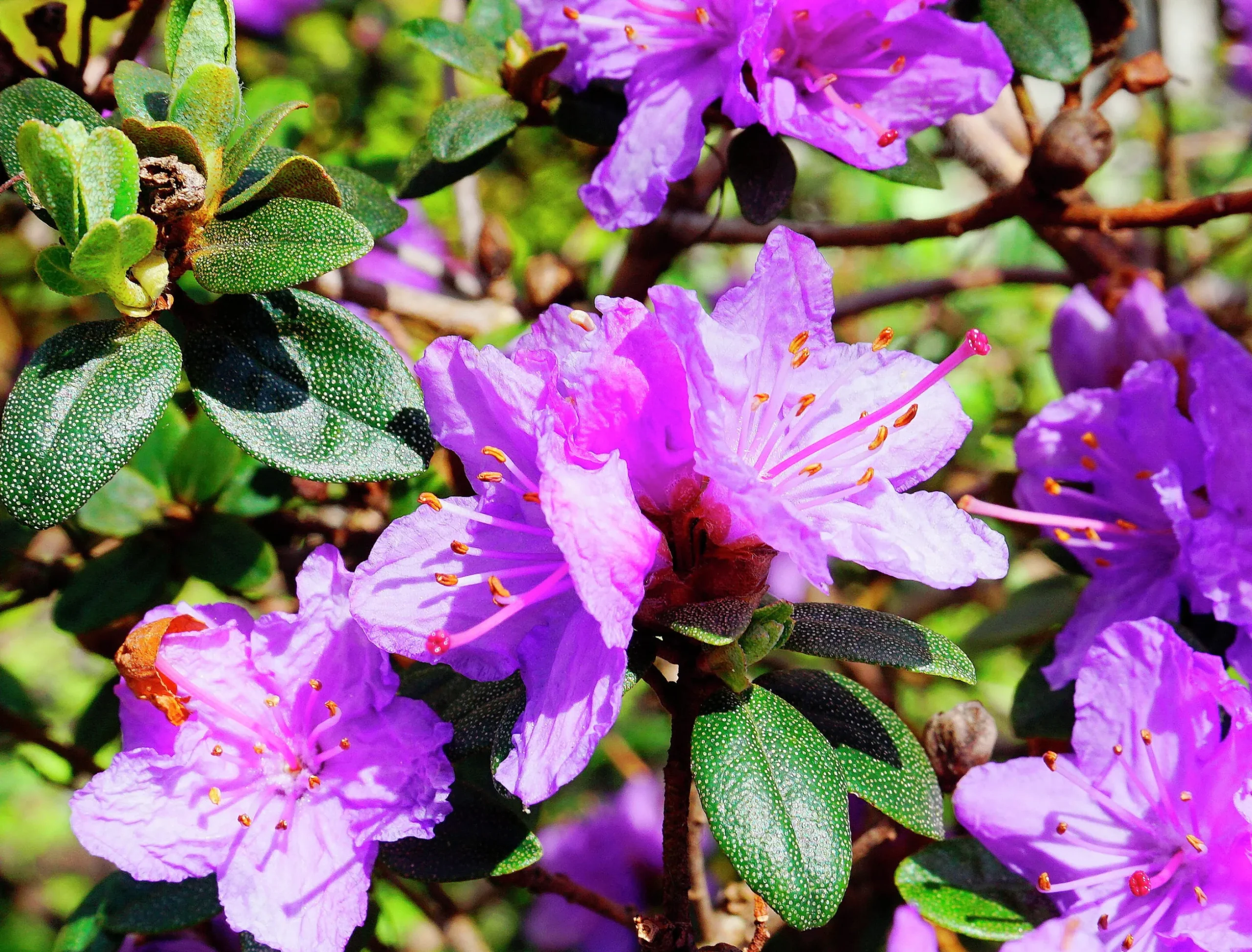 Rhododendron 'Ramapo'