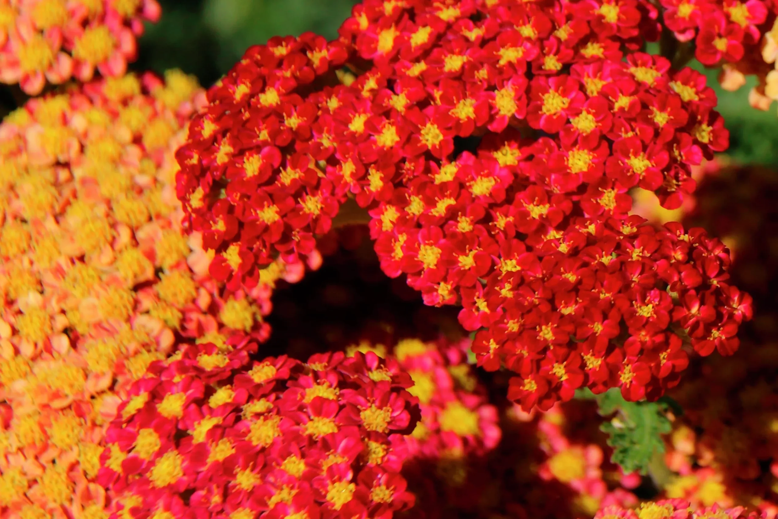 Röllika 'Paprika'