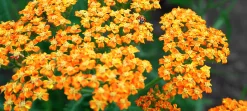 Röllika 'Terracotta'
