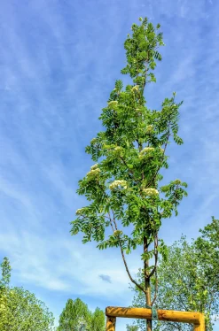 Rönn FK Västeråker