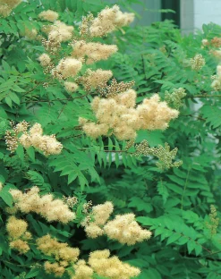 Rönnspirea 'Pia'