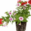 Romantic Garden Mixplantering