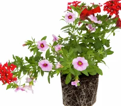 Romantic Garden Mixplantering