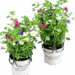 Romantic Garden Mixplantering