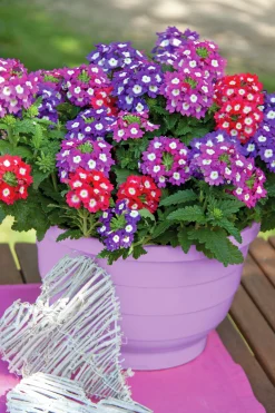 Romantic Garden Mixplantering