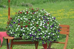 Romantic Garden Mixplantering