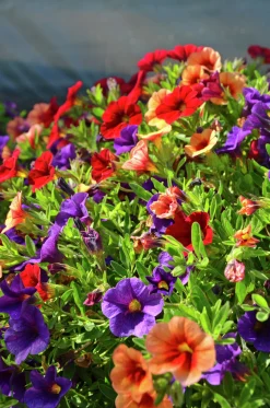 Romantic Garden Mixplantering