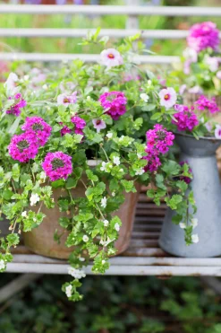 Romantic Garden Mixplantering